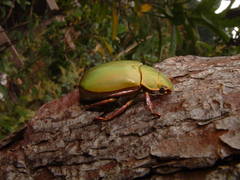 Chrysina bruyeai