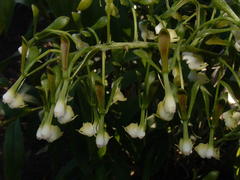 Epidendrum piliferum