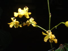 Oncidium cheirophorum