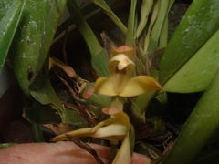 Maxillaria porrecta