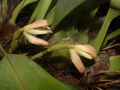 Maxillaria porrecta