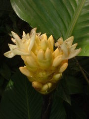 Goeppertia macrosepala