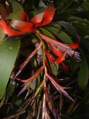 Tillandsia leiboldiana