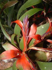 Tillandsia leiboldiana