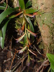 Tillandsia leiboldiana