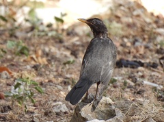 Turdus merula
