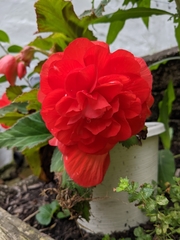 Begonia × tuberhybrida