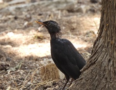 Turdus merula