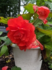 Begonia × tuberhybrida