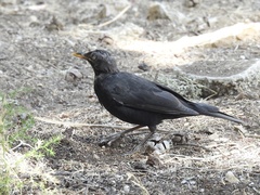 Turdus merula