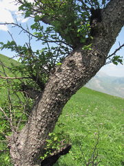 Pyrus communis caucasica