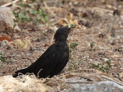 Turdus merula