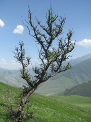Pyrus communis caucasica