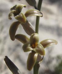 Dipcadi brevifolium
