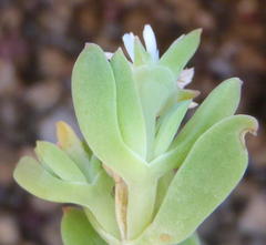 Delosperma patersoniae