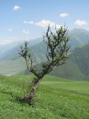 Pyrus communis caucasica