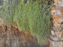 Delosperma patersoniae