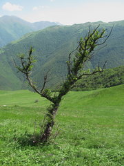 Pyrus communis caucasica