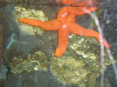 Echinasteridae
