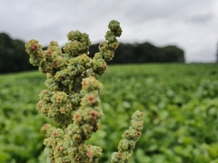 Chenopodium ficifolium