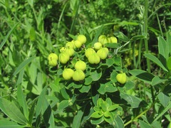 Euphorbia procera
