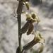 Dipcadi brevifolium - Photo (c) douglaseustonbrown,  זכויות יוצרים חלקיות (CC BY-SA), uploaded by douglaseustonbrown