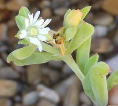 Delosperma patersoniae