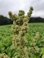 Chenopodium ficifolium