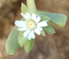Delosperma patersoniae