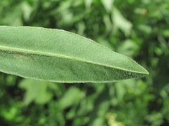 Euphorbia procera