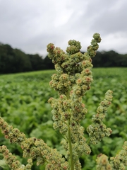 Chenopodium ficifolium