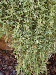 Delosperma patersoniae