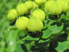 Euphorbia procera
