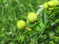 Euphorbia procera