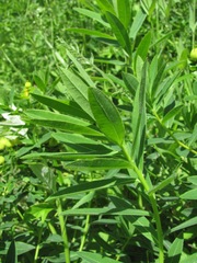 Euphorbia procera