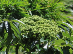 Zanthoxylum ailanthoides ailanthoides