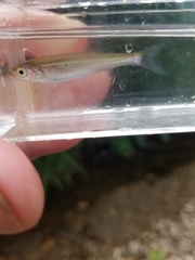 Notropis percobromus