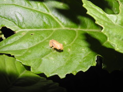 Raorchestes luteolus