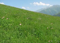 Tanacetum coccineum