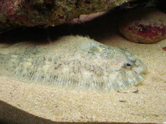 Zeugopterus punctatus