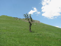 Pyrus communis caucasica