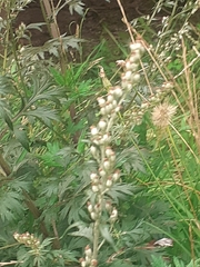 Artemisia