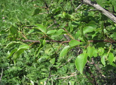 Pyrus communis caucasica