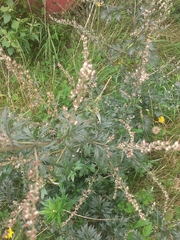 Artemisia