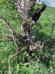 Pyrus communis caucasica
