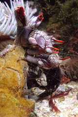 Pollicipedomorpha