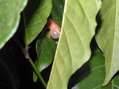 Raorchestes luteolus