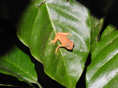 Raorchestes luteolus