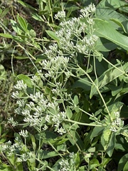 Eupatorium rotundifolium