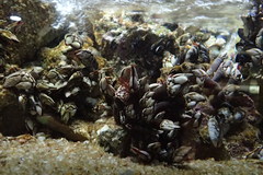 Pollicipedomorpha